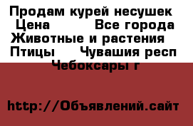 Продам курей несушек › Цена ­ 350 - Все города Животные и растения » Птицы   . Чувашия респ.,Чебоксары г.